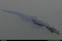 Photo by elki | Cape Canaveral  alligator cap canaveral